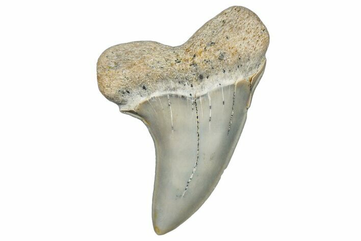 Fossil Shark Tooth (Carcharodon planus) - Bakersfield, CA #306821